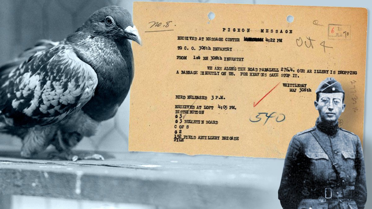 Duivenbericht uit WO II